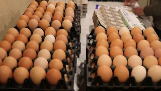 Pasture Chickens - Golden Rich Eggs