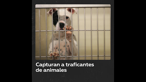 Desmantelan una red de tráfico ilegal de animales en España
