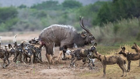 Helpless Kudu Surrounded by Wild dogs ''OH MY GOD''