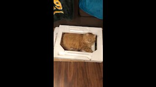 Box cat