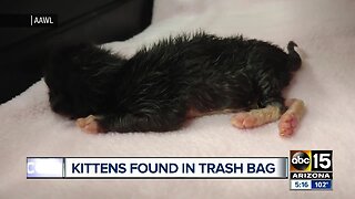 Kittens found in trash bag