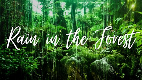 rainforest sounds for meditation
