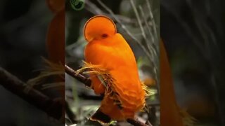 Vídeo Curto do Galo da Serra - Rupicola rupicola