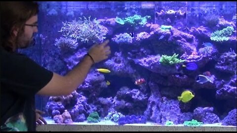 Blue Seas Aquariums 265 Gallon Reef Show Tank Update