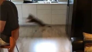 Ninja kitten's impressive jump