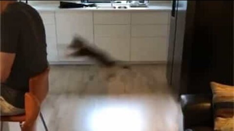 Ninja kitten's impressive jump