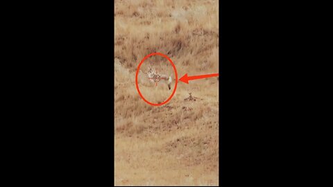 Hunting Coyotes #shorts #animal #viral #09
