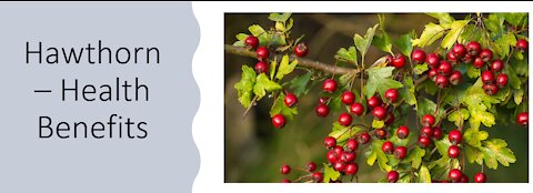 Hawthorn Health Benefits