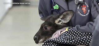 Kangaroo escapes from walk in Illinois