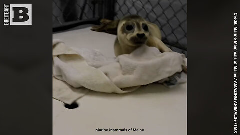 SEAL'D THE DEAL! Seal Pup Plays With Towels After Rescue