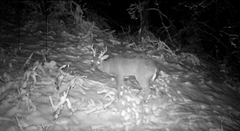 7pt Buck in crunchy snow