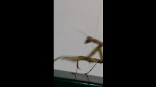 Dancing mantis