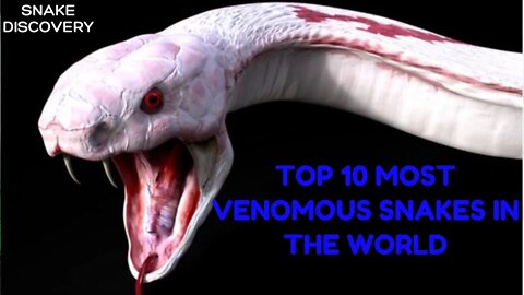 THE TOP 10 MOST VENOMOUS SNAKES IN THE WORLD