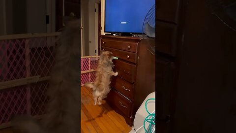 Magenta is doing more jumping, 🐕 #dogs #shorts￼ #youtubeviral #cute #tiktok #adorable