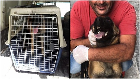 Dog gets to experience total freedom after being locked up in a van.