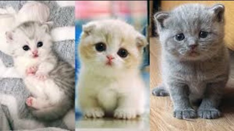 Cute kittens videos compilation