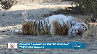 Help Give Animals A Home // Wild Animal Sanctuary