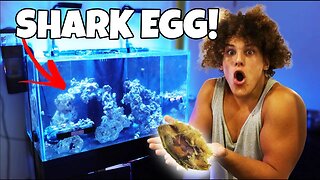 HATCHING My BABY SHARK EGG!