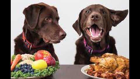 Kidney & Liver Support Diets For Dogs