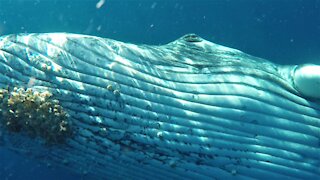 Playful humpback whale shows incredible trust in swimmers