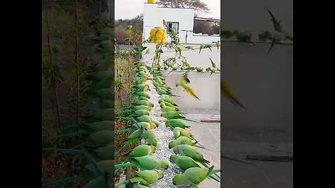 How to attract Parrots to your balcony | Wild Parrots #shorts