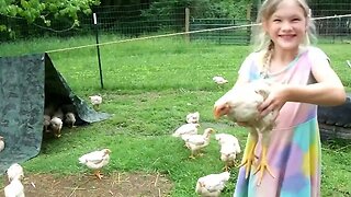 Raising a YEAR'S Worth of Chicken for our LARGE FAMILY!