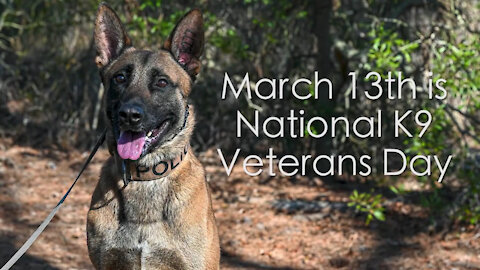 K9 Veterans Day 2021