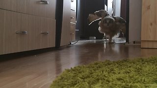Pet Owl Comes When Called By Owner