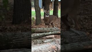 Ready for the Rut #deer #nature #wildlife