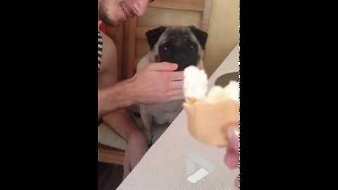 Pug Gets Hypnotized And Falls Under The Cake Spell