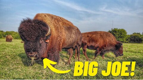 Bison Being Bison! Sights and Sounds from a Buffalo Ranch