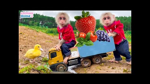 BiBi's brother helps dad harvest fruit at the farm