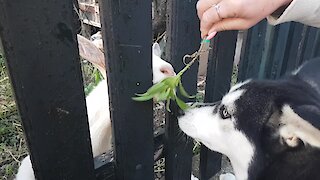 Husky extremely fascinated by goat neighbor