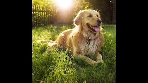 Funny dog ,Golden Retriever