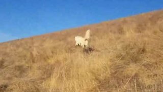 Husky reagerer til tørt gress på en morsom måte