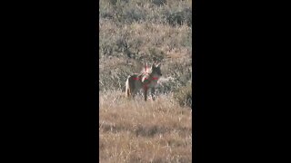 Hunting Coyotes #shorts #dog #animals #hunter #166
