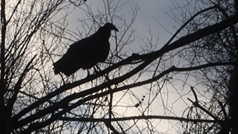 Wake of Vultures