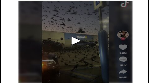Texas Walmart Overrun By Thousands of Birds & Covid Deer? Really?