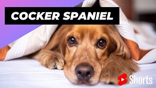 Cocker Spaniel 🐶 One Of The Smallest Dog Breeds In The Word #shorts #cockerspaniel #dog