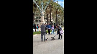 This little weiner dog playing with its dachshund puppet friend is the cutest video you’ll see!