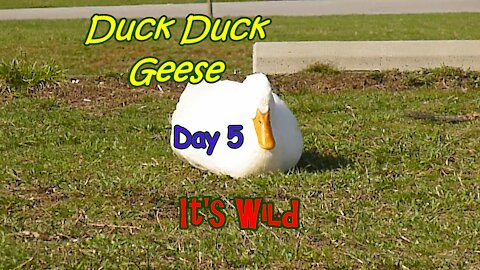 Duck Duck Geese Day 5 – It’s Wild