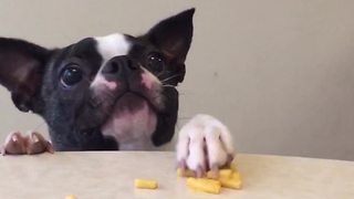 A Small Funny Dog Loves Mac And Cheese