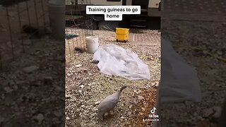 Training Guinea Fowl to the Coop