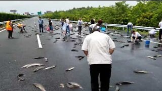 Bilførere fisker på en kinesisk motorvei