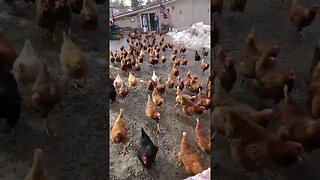 #chickens #farm
