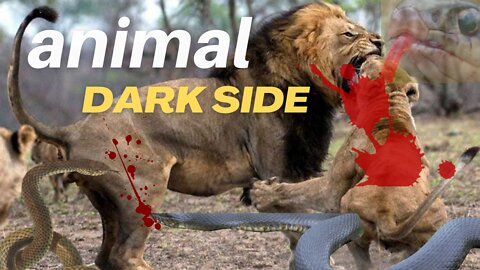 animal dark side | animal wildlife