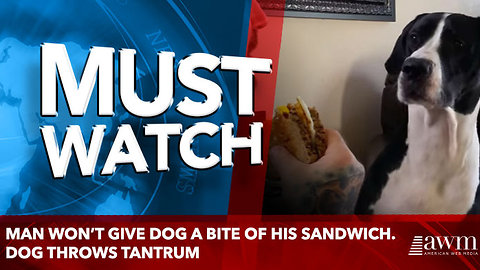 Man won’t give dog a bite of his sandwich. Dog throws tantrum