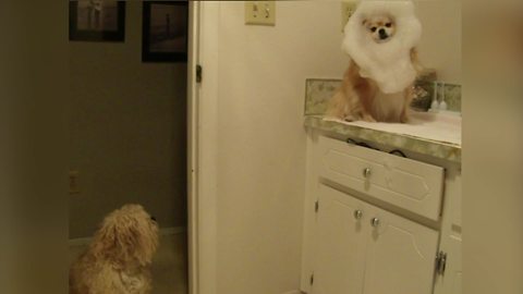 A Dog Gets Confused When He Sees His Canine Friend With A Foam On His Head