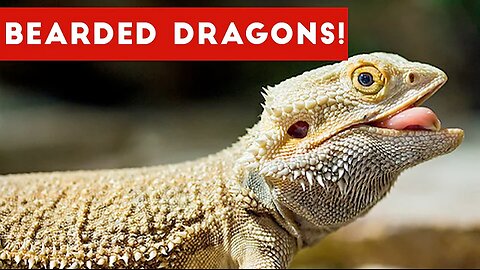 Funniest Cool Bearded Dragon Videos Weekly Compilation 2016 | Funny Pet Videos