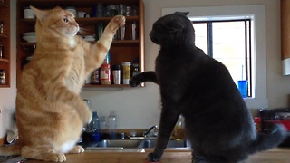 Adorable kitten slap fight - who's the winner?